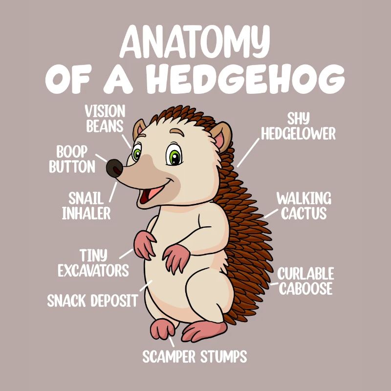 Anatomie d’un hérisson
