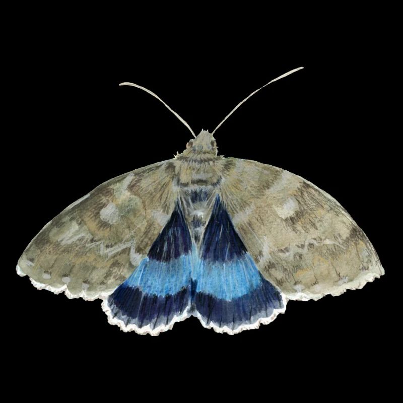 Sous-aile bleue