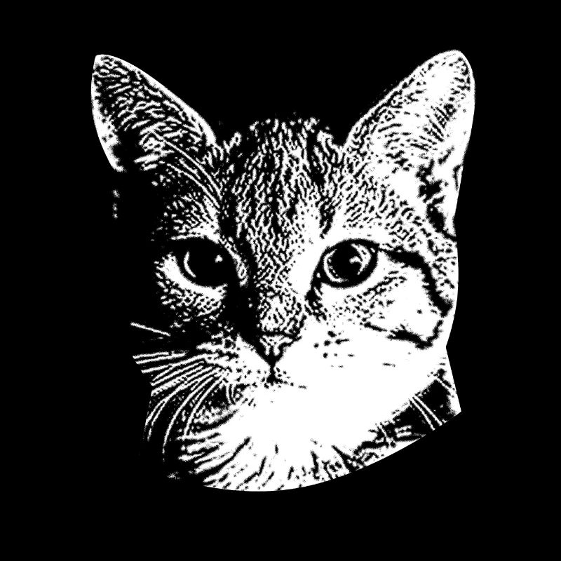 Doux visage de chat