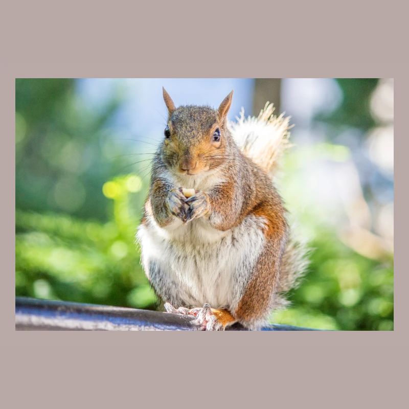 Manger Écureuil gris Grauhörnchen Sciurus carolin
