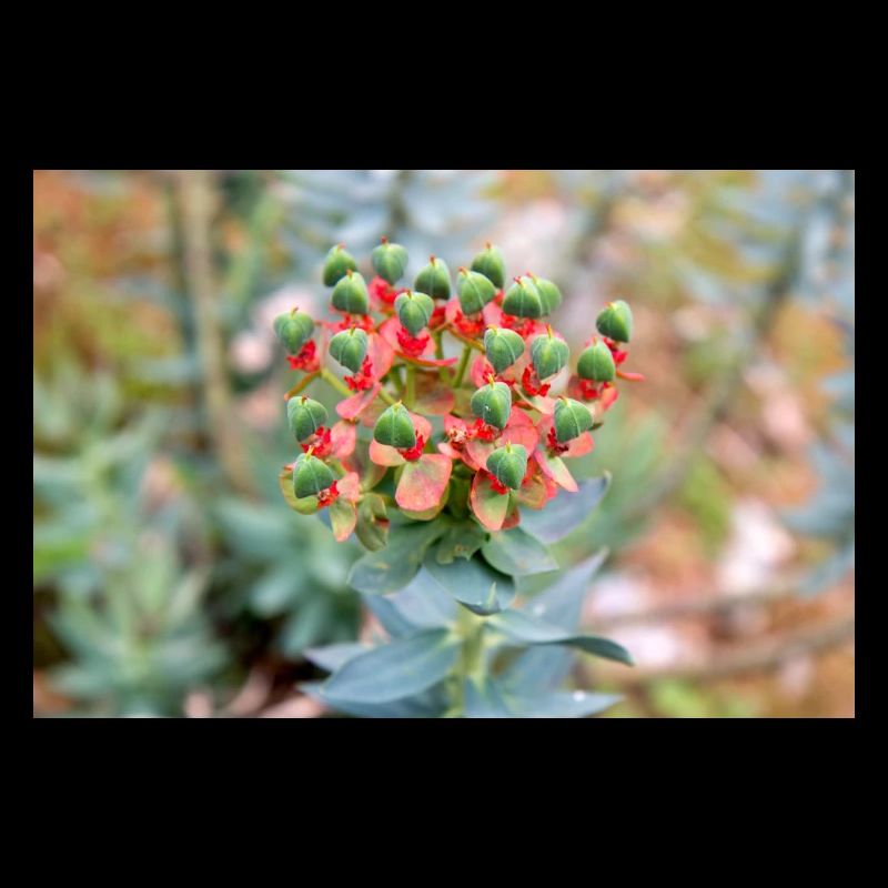 fleur colorée Wolfsmilch (Euphorbia) en fleurs