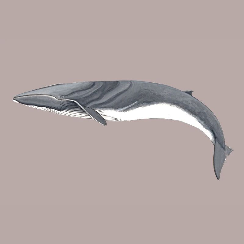 rorquals - rorqual - rorqual commun