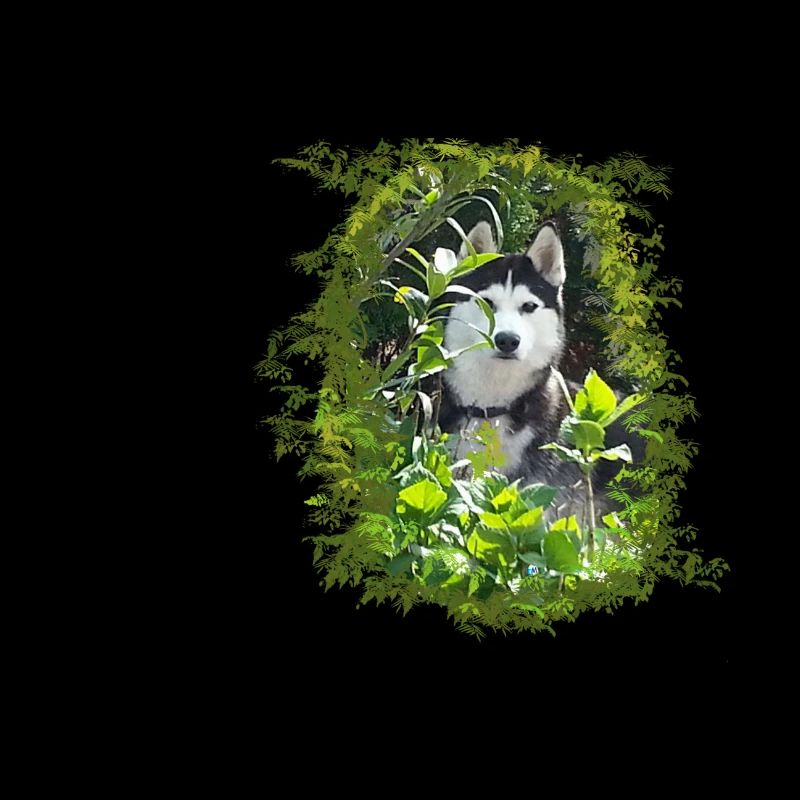 Husky dans les buissons