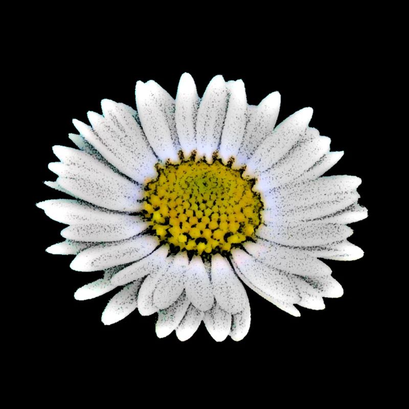 Gaensebluemchen cartoon white blossom flower