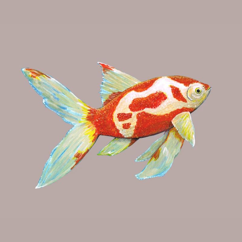 Poisson rouge à queue de comète