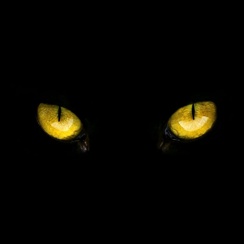 Yeux de chat
