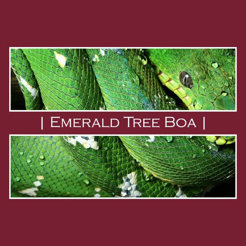 Emerald Tree Boa