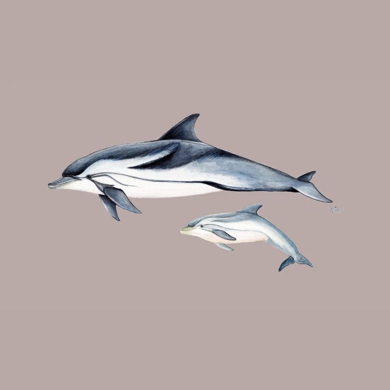 Liste Dolphin - dauphin rayé - dauphin