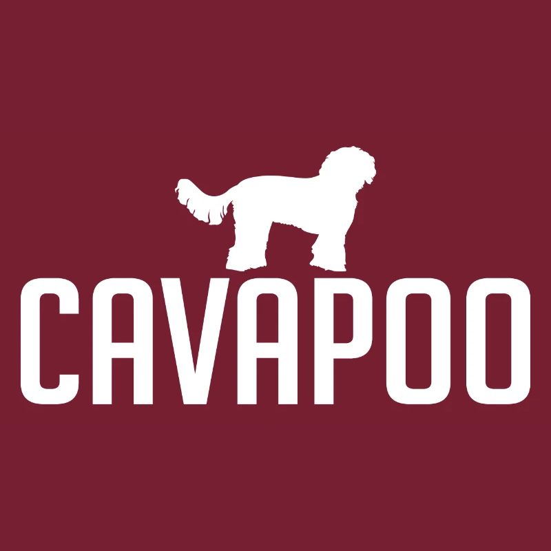 Cavapoo Dog races Chiens Wilsigns
