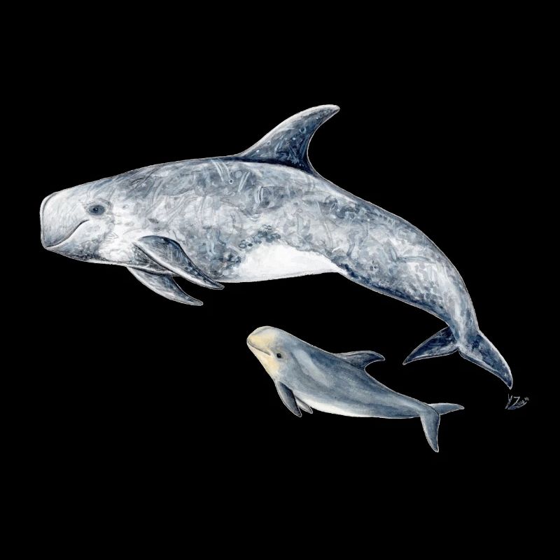 Calderón gray - Grampus dolphin - Dauphin de Risso