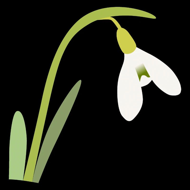snowdrop