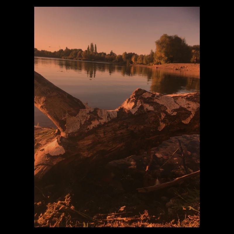 Nature,Arbre,Lac,Soirée