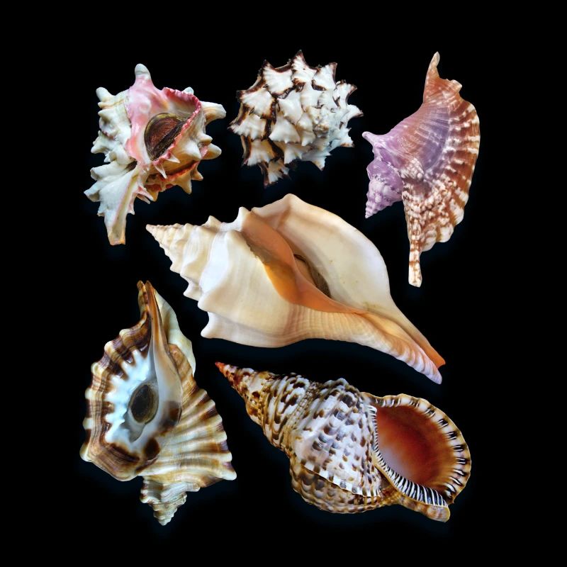 magnificent shells, Sea Shells, Beach
