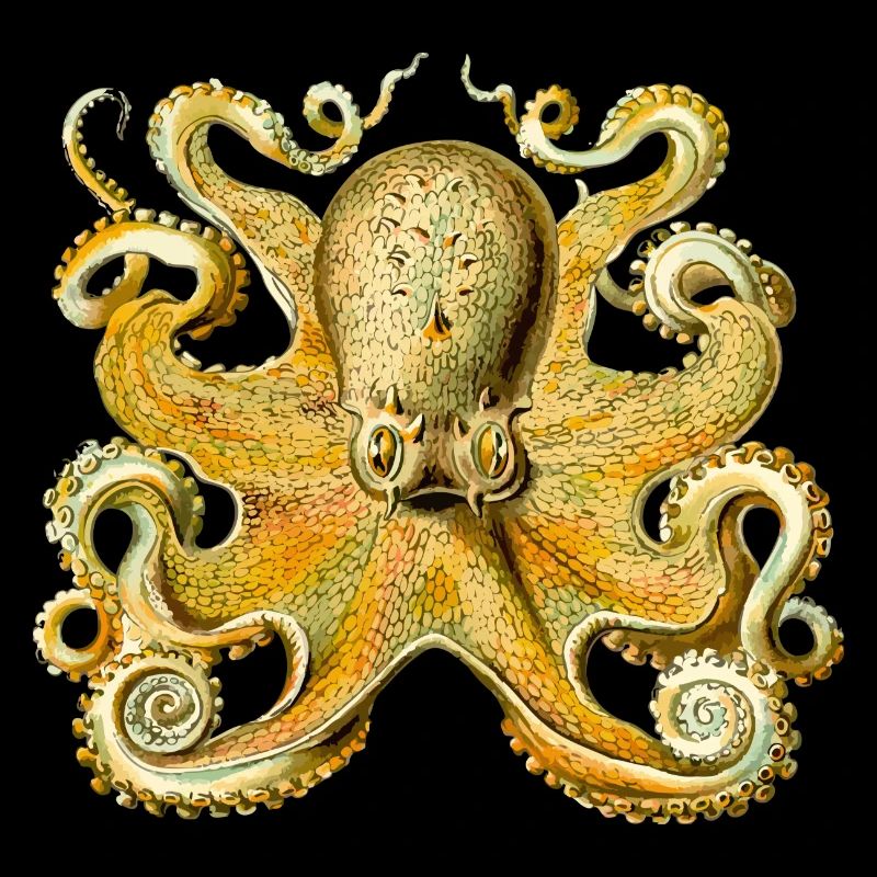 squid giant octopus octopus octopus squid sepia fish
