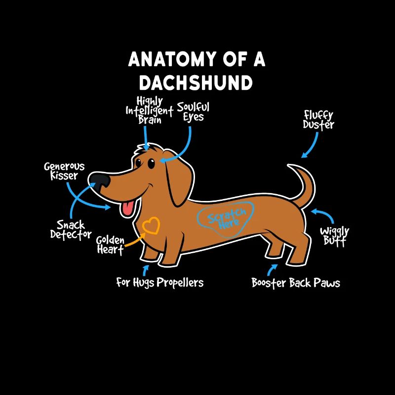 Hund Dackel