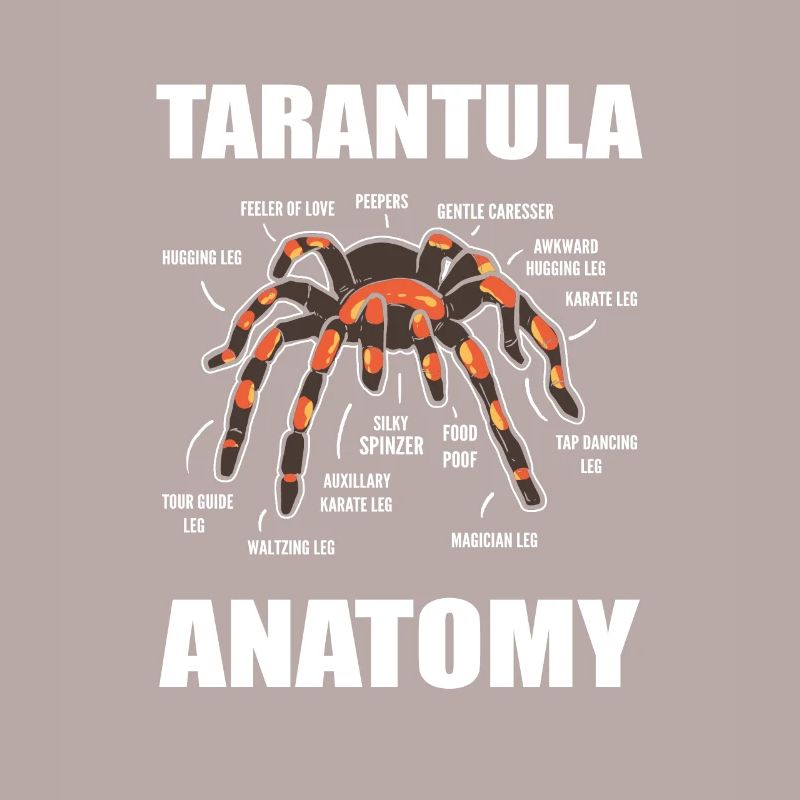 Science Araignées Araignées Anatomie d’araignées