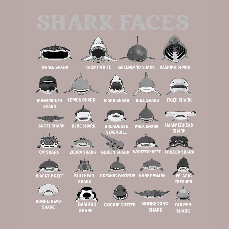 Types de visages de requin. Identification du visage du requin