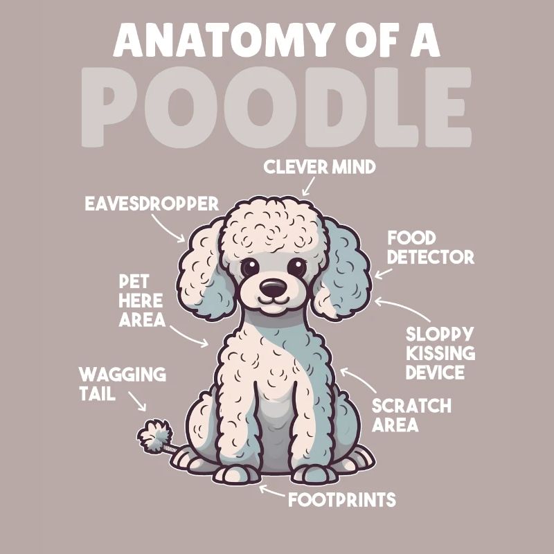 Explication du chien Anatomie d’un caniche