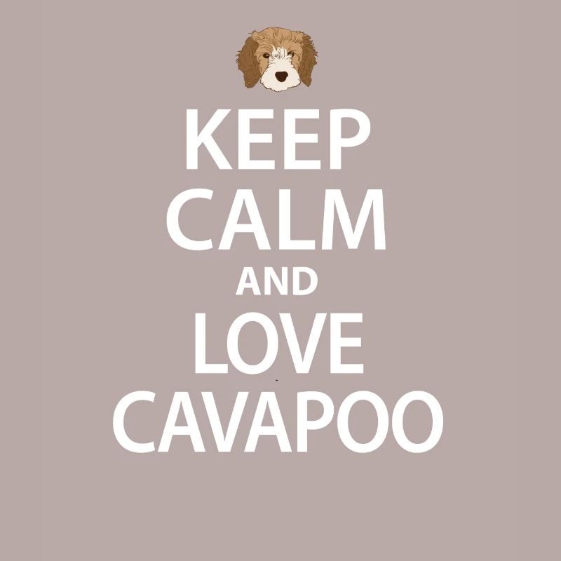 Cavapoo Hund