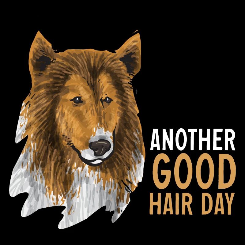 Long-haired Collie Rough Collie Dog