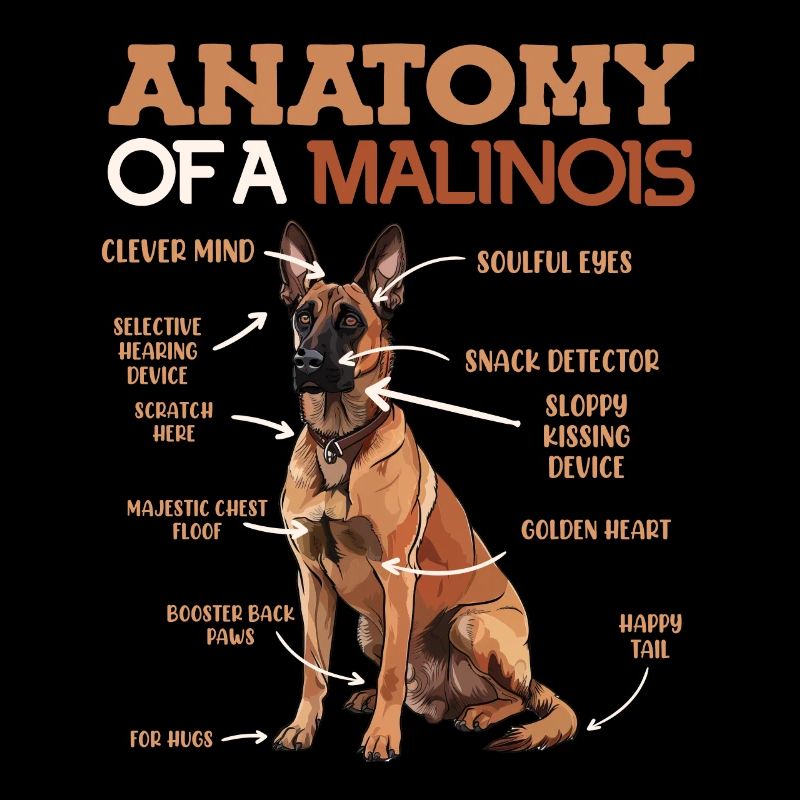 ANATOMIE MEINES MALINOIS Belgischer Schäferhund