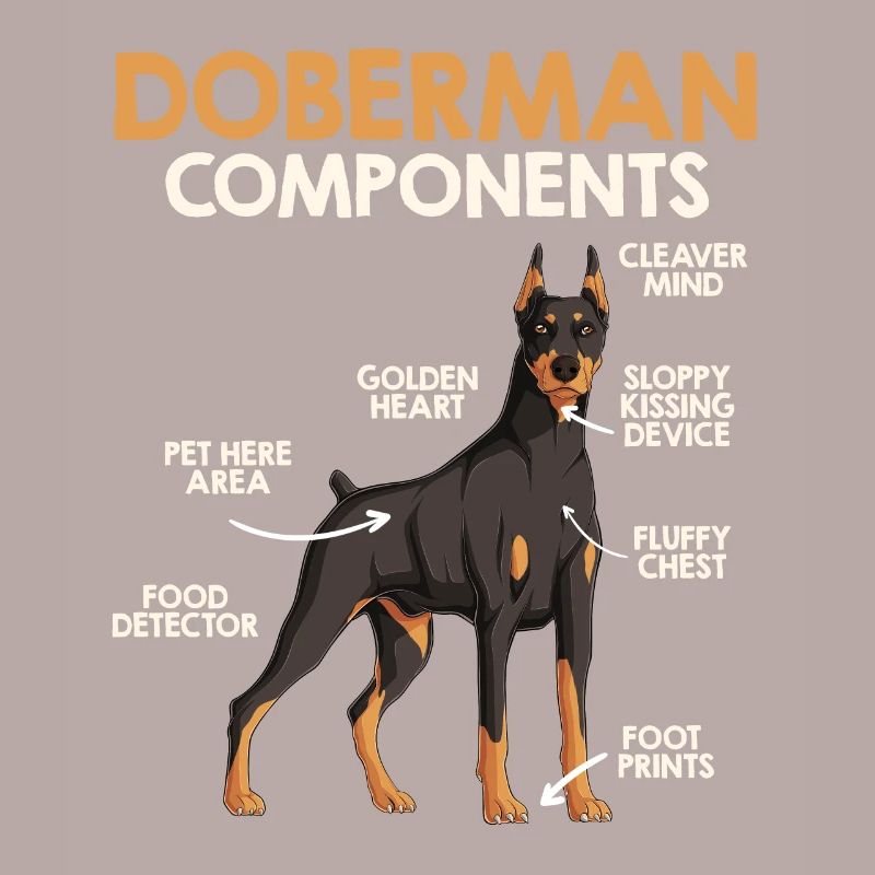 DOBERMANN KOMPONENTEN Anatomie Doberman