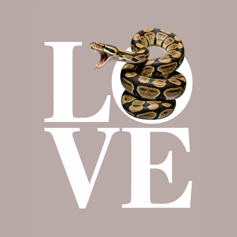 Les serpents rois Python ADORENT les pythons de terrarium