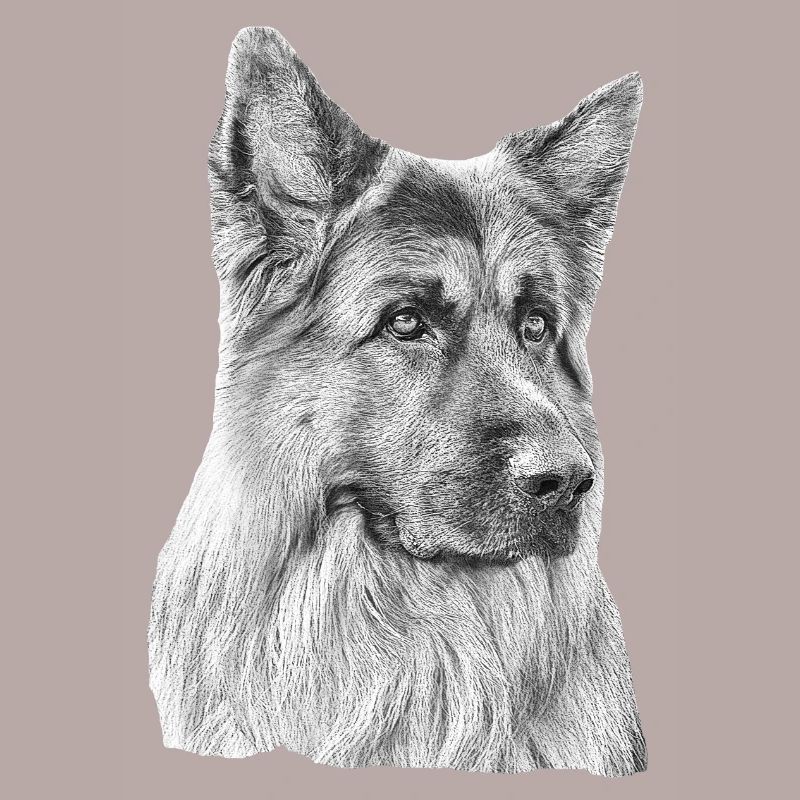 Old German Shepherd German Shepherd