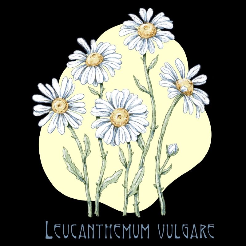 Jastrun proper botanical drawing