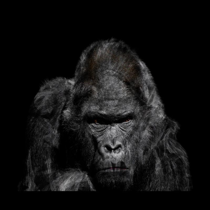 gorilla