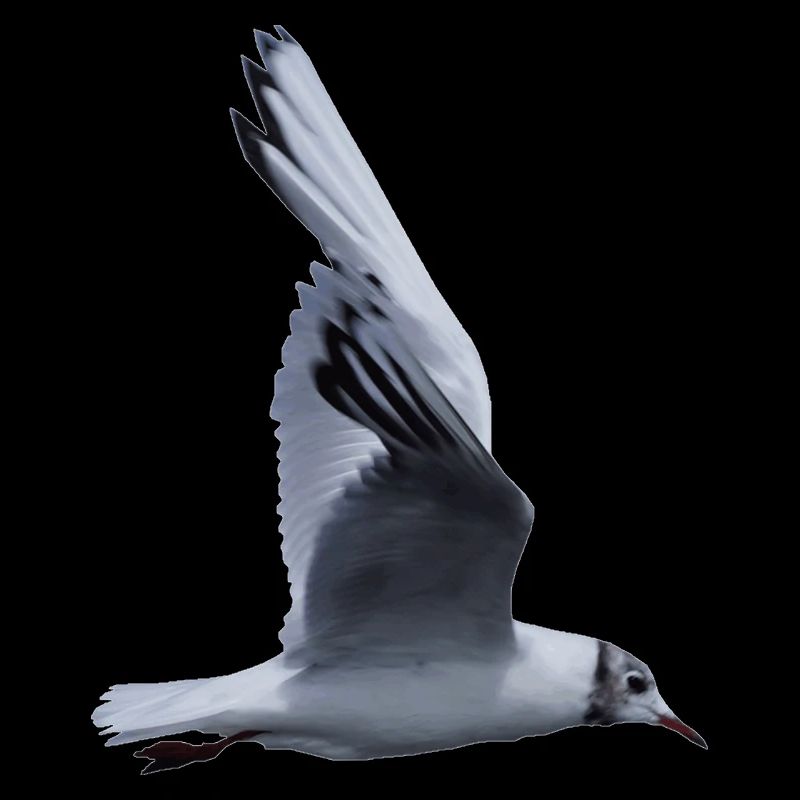 Eine fliegende Möwe