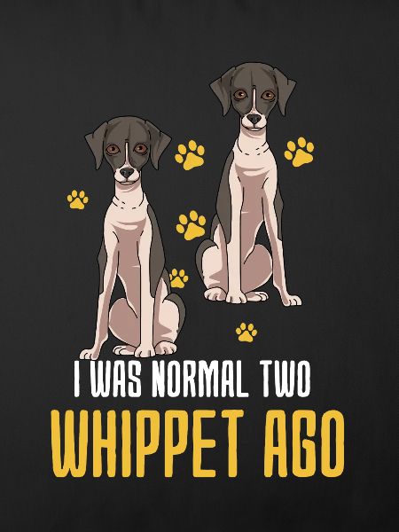 Whippet