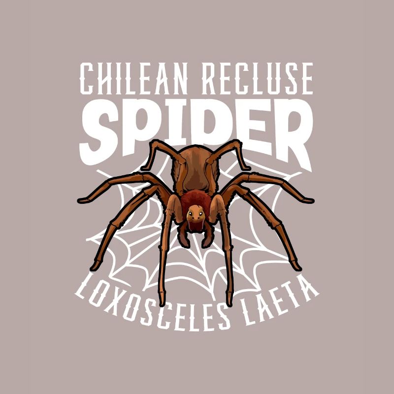 Araignée d’angle chilienne