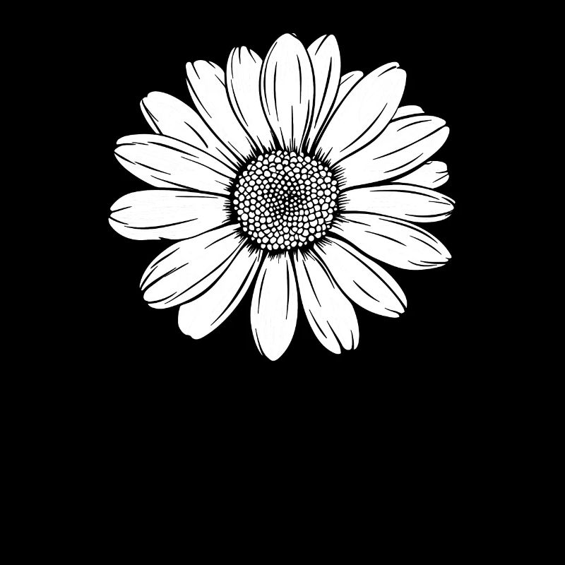 Daisy Daisies