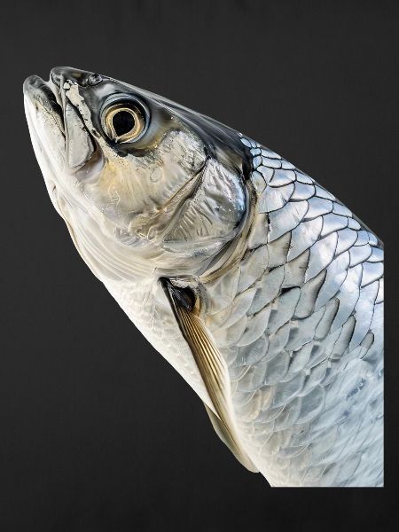 Tarpon