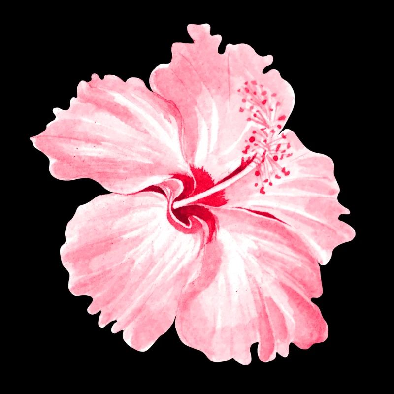 Blume