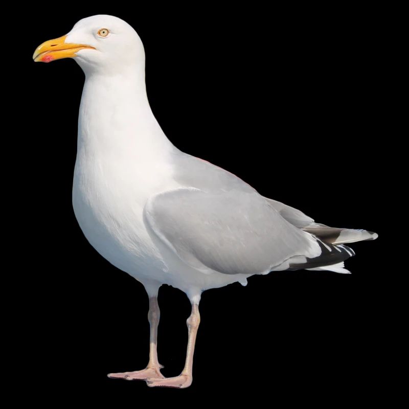 Möwe__Nordisch