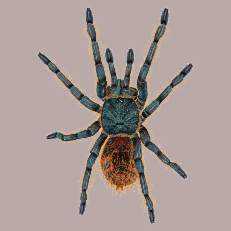 spider tarantula Illustration without shadow