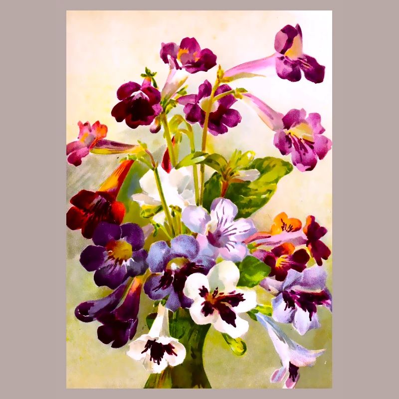Violets