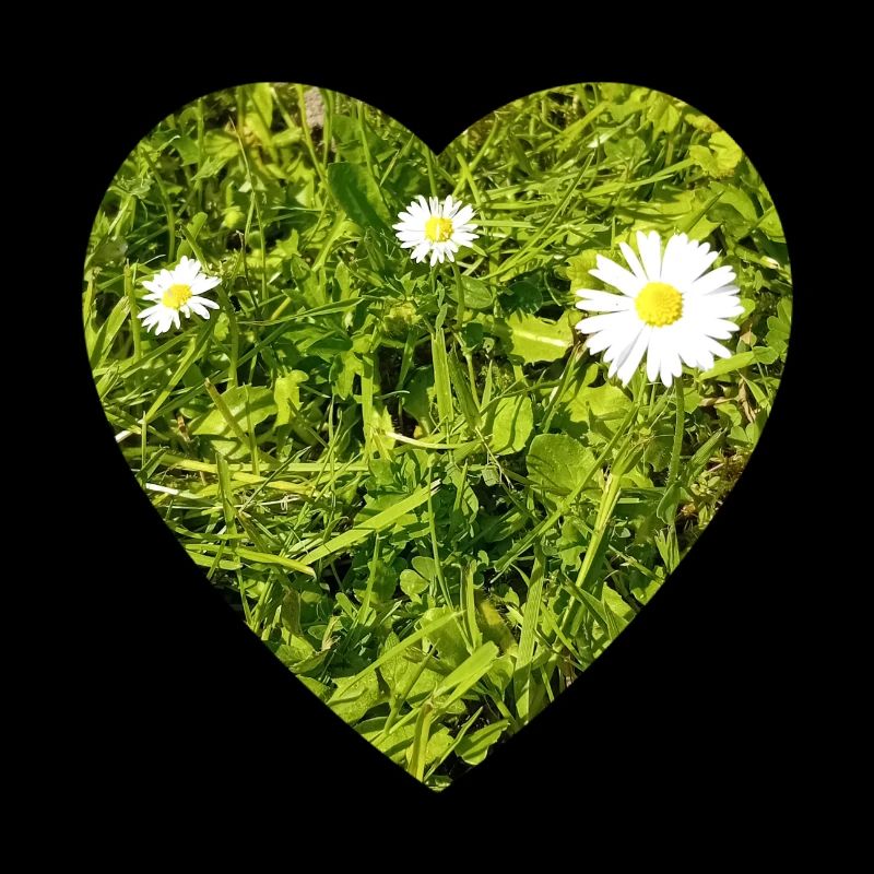 Gänseblume