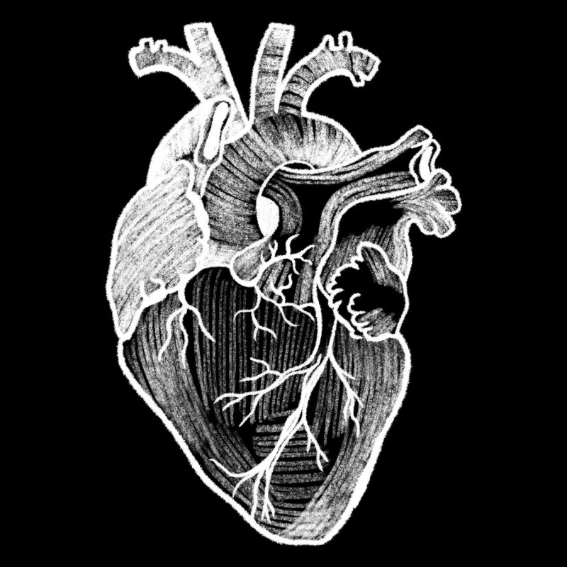 anatomisches Herz Vintage Illustration