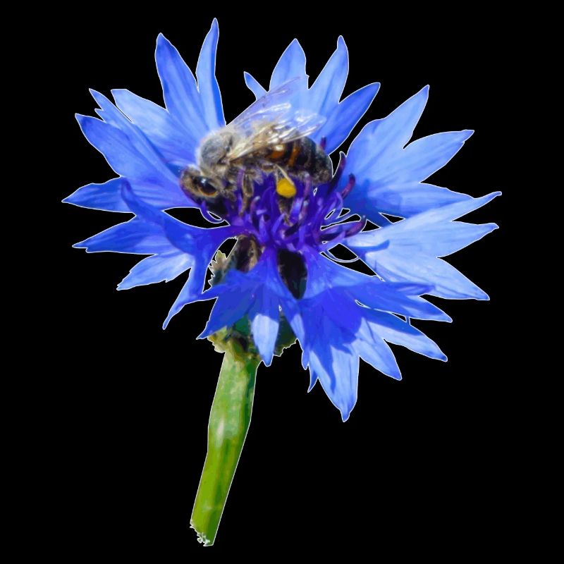 The blue cornflowers magically attract bees