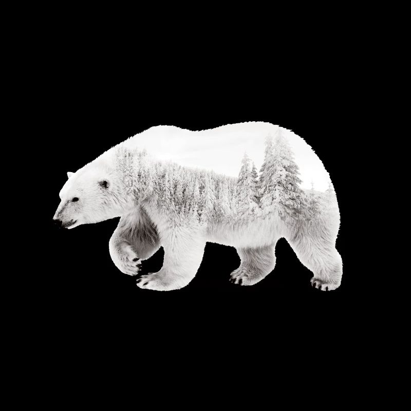 Arctic bear