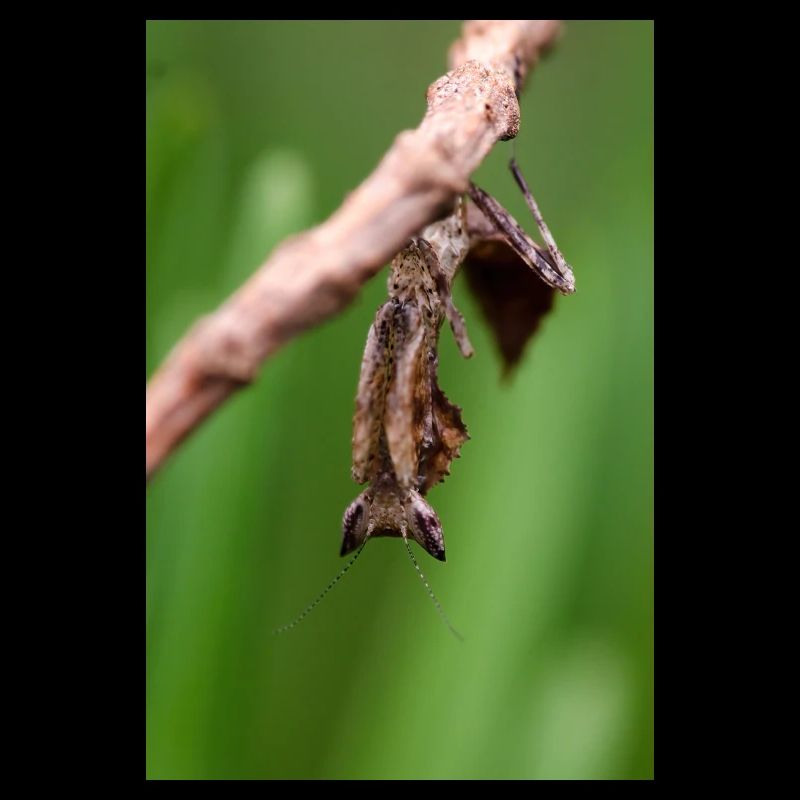 Brancsikia freyi Ninfa/Cucciolo