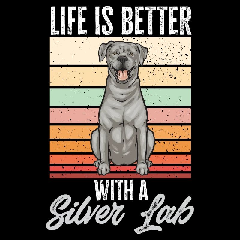 Silver Labrador Retriever Silver Lab