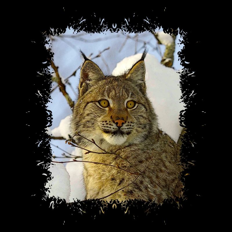 Luchs