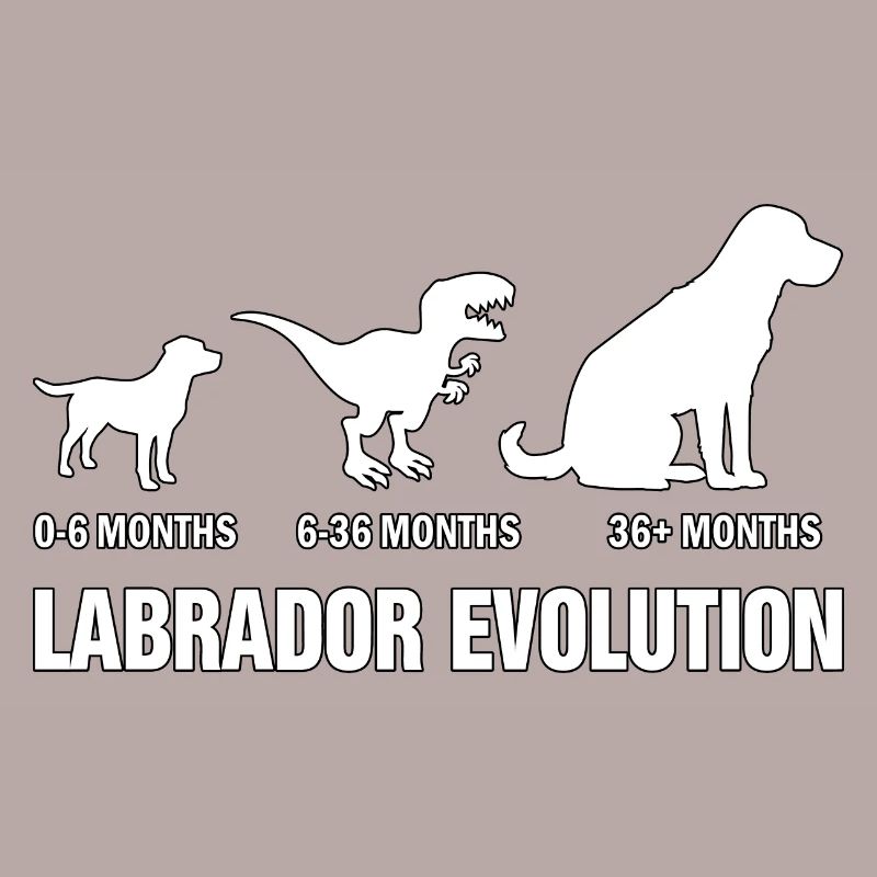 Évolution du Labrador