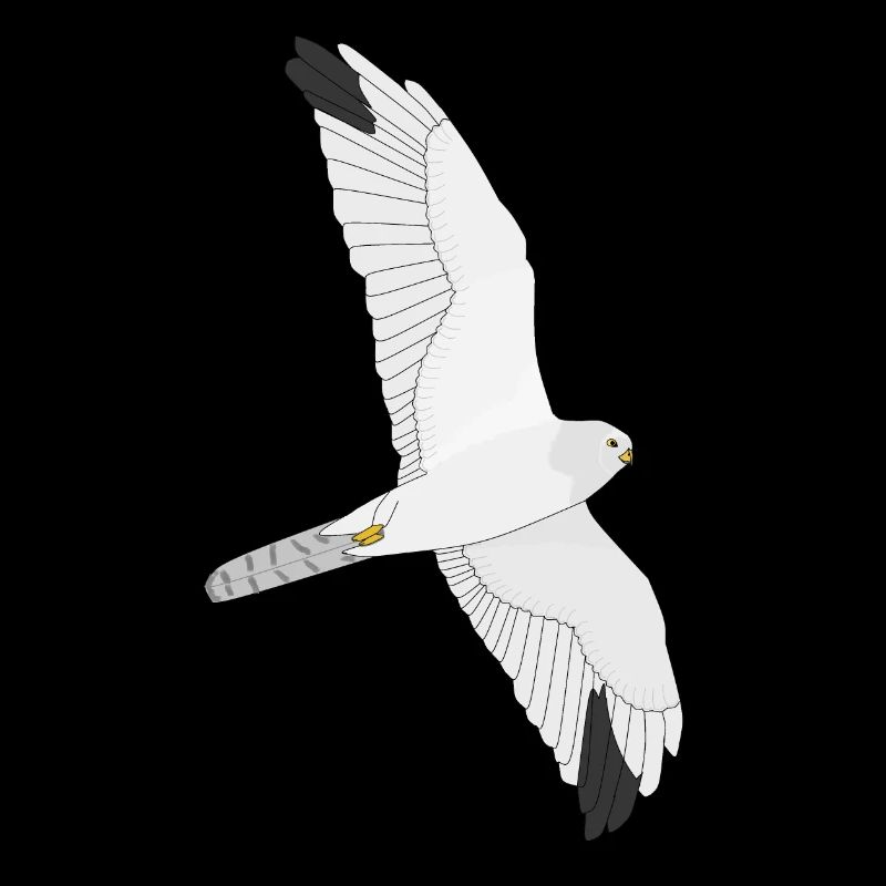Busard pâle