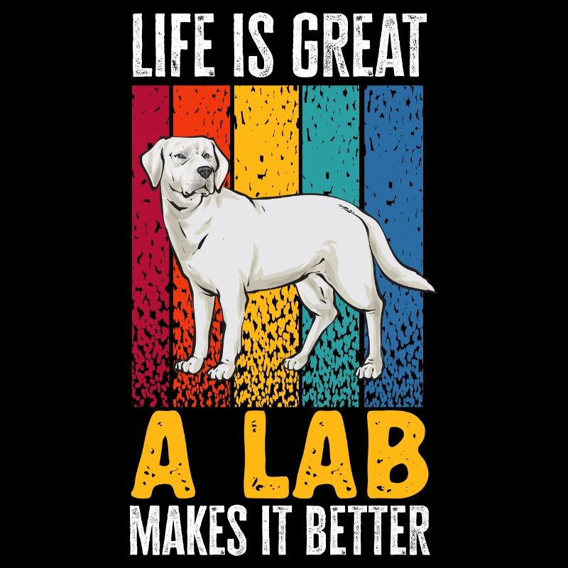 Labrador Retriever blanc Labrador Labrador blanc