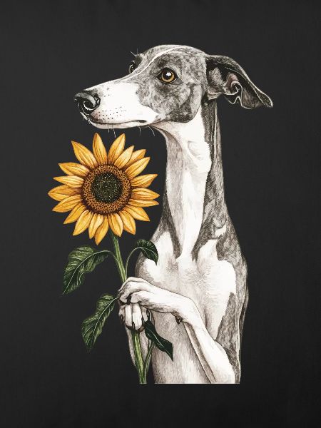 Windhund